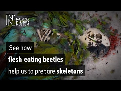 Watch as flesh-eating beetles strip the flesh off a macaw, owl and pheasant | Natural History Museum
