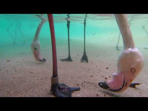 Underwater Flamingo Feeding