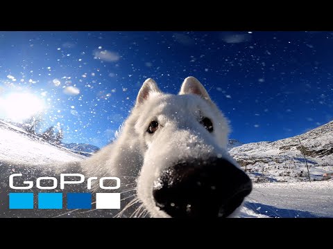 GoPro | Dog steals camera 🎬 Hynek Gröger #Shorts