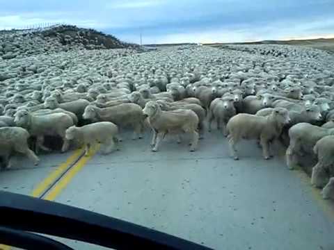 Flock of Sheep Blocks the Road