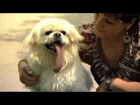 Dog with the Longest Tongue - Guinness World Records