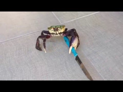 Gangster crab! || Viral Video UK