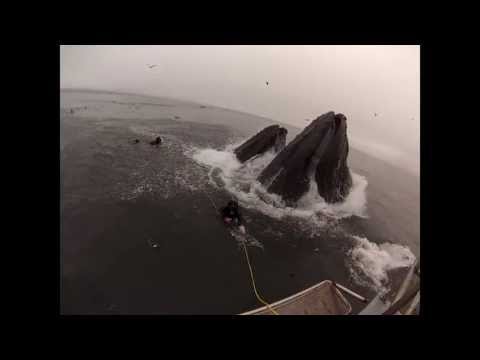 Whales almost eat Divers (Original Version)