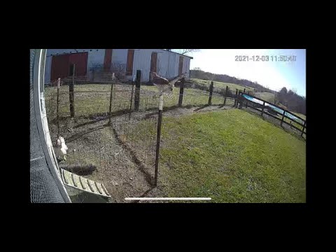 Rooster battles hawk and saves hen&#039;s life.