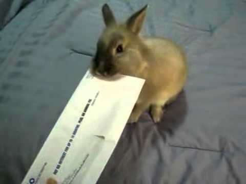Bunny Rabbit Opens a Letter in the Mail