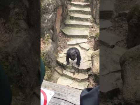 It Got Grandma!: Chimp at Zoo Throws Poo in Grandma&#039;s Face!