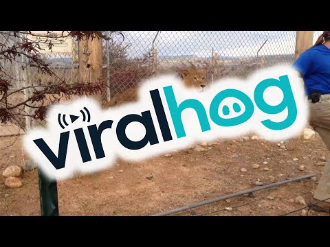The Lion is Gonna Get You || ViralHog
