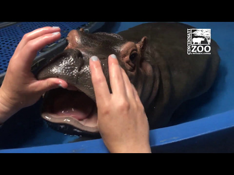 Baby Hippo Fiona Gets a Dental Check - Cincinnati Zoo