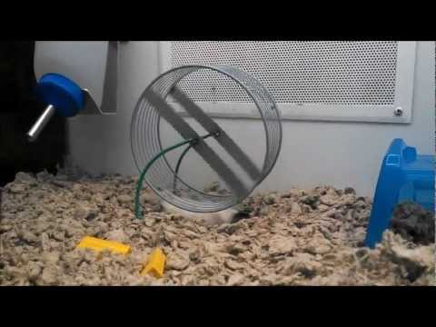 upside-down running hamster
