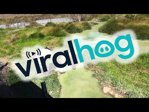 Crazy Crocodile Expert Takes One On A Ride || ViralHog