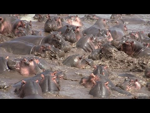 30 Hippos Defend Against One Crocodile || ViralHog