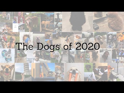 The Dogs of 2020