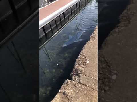 Shark Spotted Swimming in French Harbor Waters