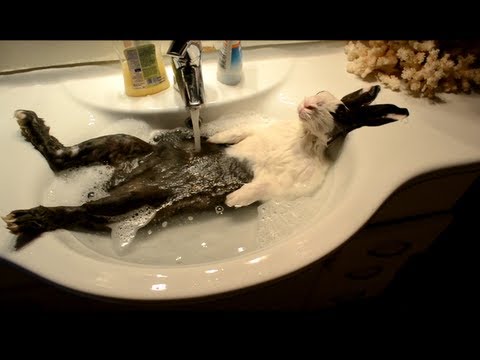Bunny takes a shower [ORIGINAL VIDEO]