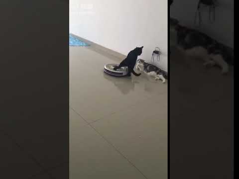 Cats with a Roomba