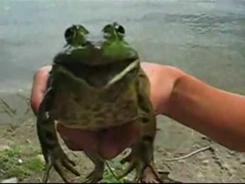 Amazing: Frog screams out &quot;Weed Poop&quot; for all to hear