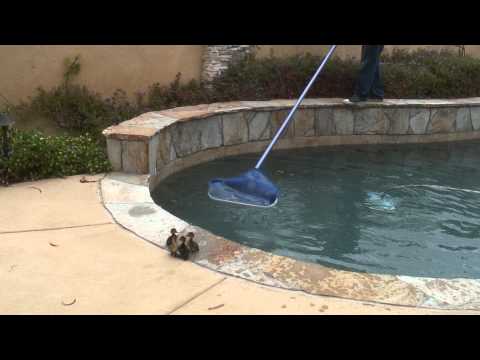 Ducklings Trying to Escape from Swimming Pool
