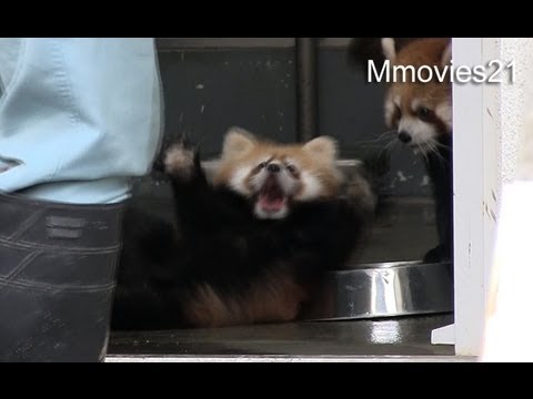びっくりしてひっくり返る赤ちゃんレッサーパンダ~Red Panda Baby Surprise !