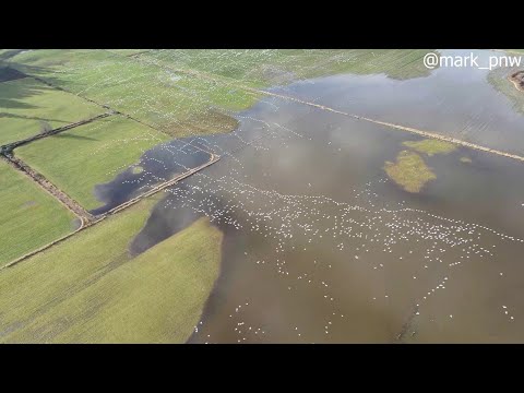 Drone Captures Beautiful Flock Patterns of Flying Birds || ViralHog
