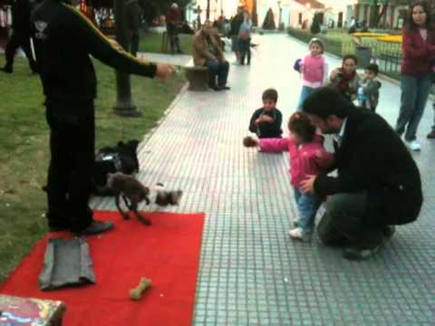 Dog Puppeteer in Recoleta