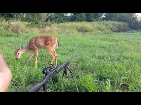 Hunting fail- deer licks the barrel of the gun