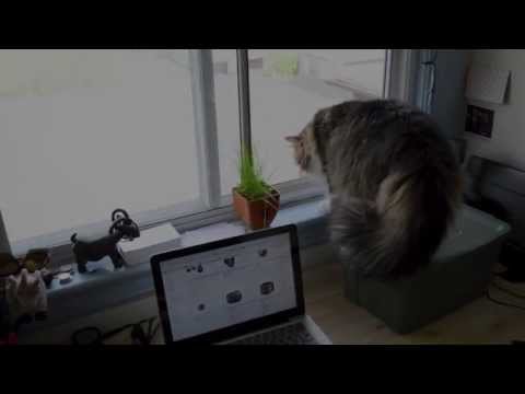 Window cat attack