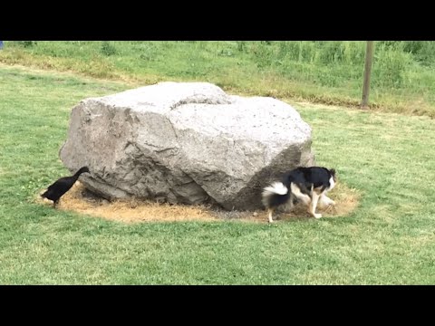 Watch As A Duck Hilariously Chases A Dog Around A Rock