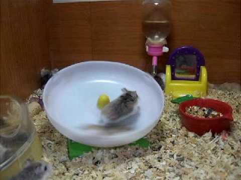 crazy hamsters playing!