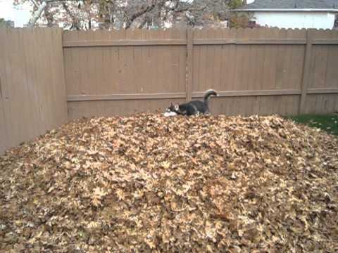 Funny siberian husky playing in leaves