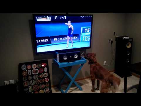 Dog loves watching tennis
