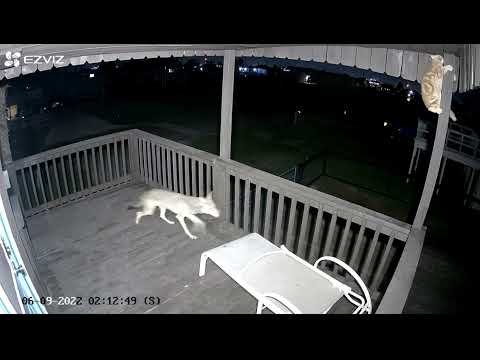 Coyote Attacks Cat on My Beach House Upstairs Deck || ViralHog