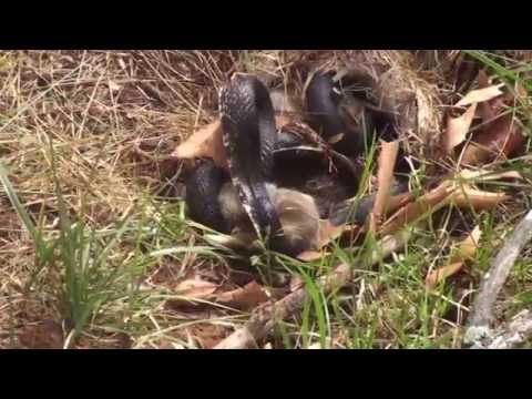 Rabbit Vs Snake. Momma Rabbit save babies - Original Video