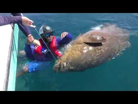 Frightened Fisherman Swims with Giant Fish || ViralHog