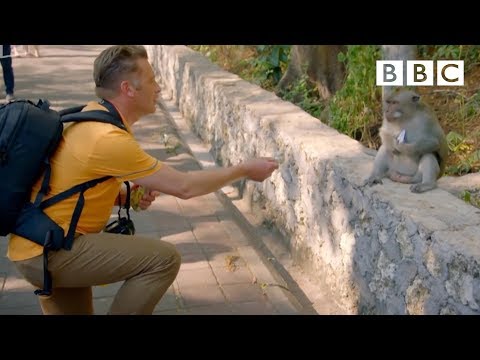 Why are these monkeys stealing from tourists? | World&#039;s Sneakiest Animals - BBC