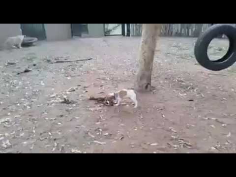 Cute courageous puppy dominates 3 lion cubs Hey Im the alpha here show me some respect!