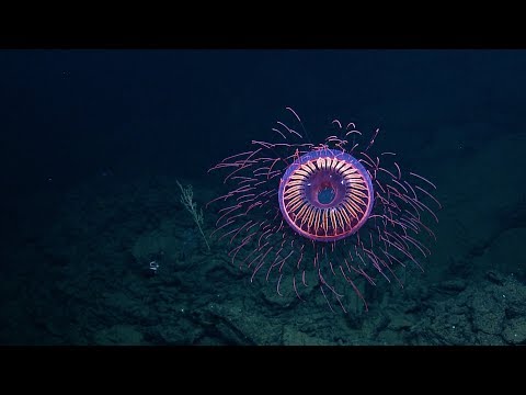 A Burst of Deep Sea Fireworks: Halitrephes Jelly | Nautilus Live