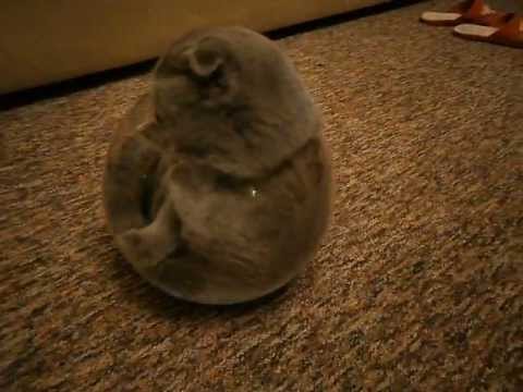 cat in a fish bowl