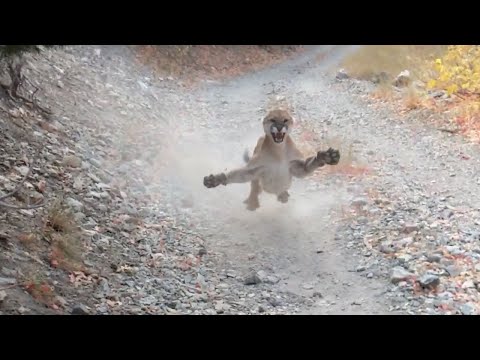 ORIGINAL - Cougar Encounter in Utah | Mountain Lion Stalks Me For 6 Minutes!