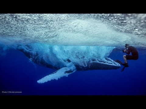 UNSEEN: Whale breach near miss with swimmer