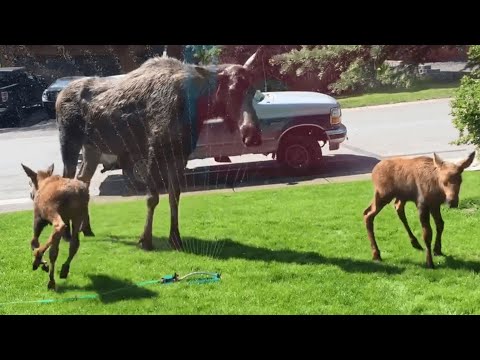 Moose Family Plays in the Sprinklers