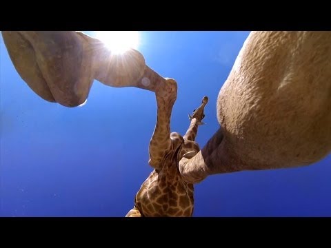 GoPro: Giraffe Kick