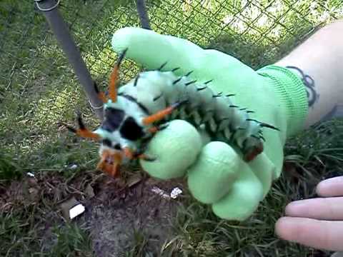The largest caterpillar EVER