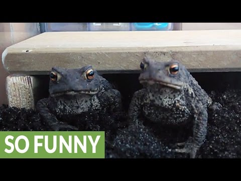 Toad feeding session is surprisingly funny