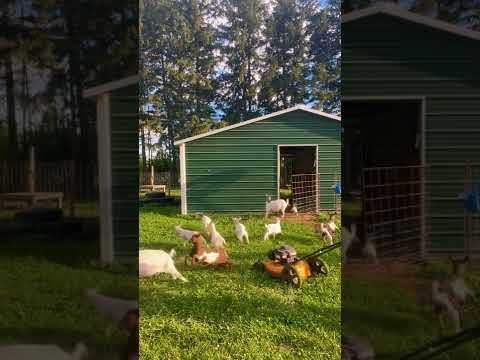 Goats Faint and Fall Over When Person Turns on Lawnmower - 1347085