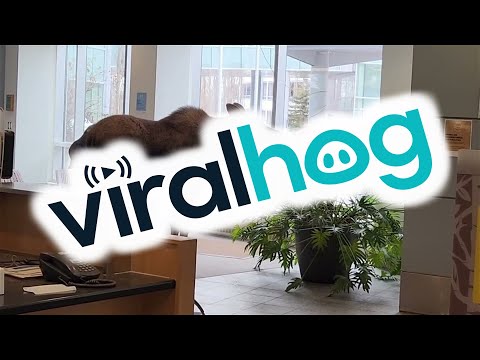 Chasing A Moose Out Of The Hospital || ViralHog