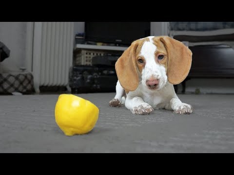 Cute Puppy vs. Lemon: Cute Puppy Potpie