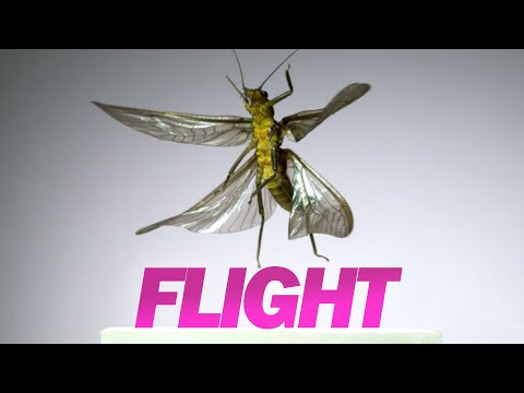 Insect Flight | Capturing Takeoff &amp; Flying at 3,200 FPS