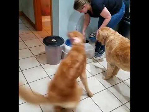 Dog Waiting for Food Frantically Chases Own Tail - 987426
