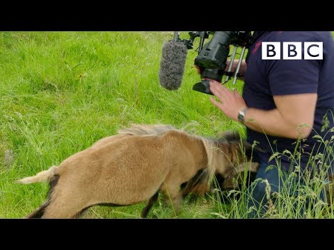 Cameraman smacked in the nuts by angry sheep 😱 - BBC
