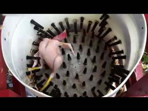 How to pluck a chicken in 14 seconds - Homemade Whizbang Chicken Plucker